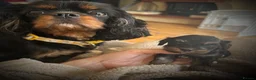 Cavapoo dogs for sale: Beautiful Toy Cavapoo Babies in Birmingham - Advert 2