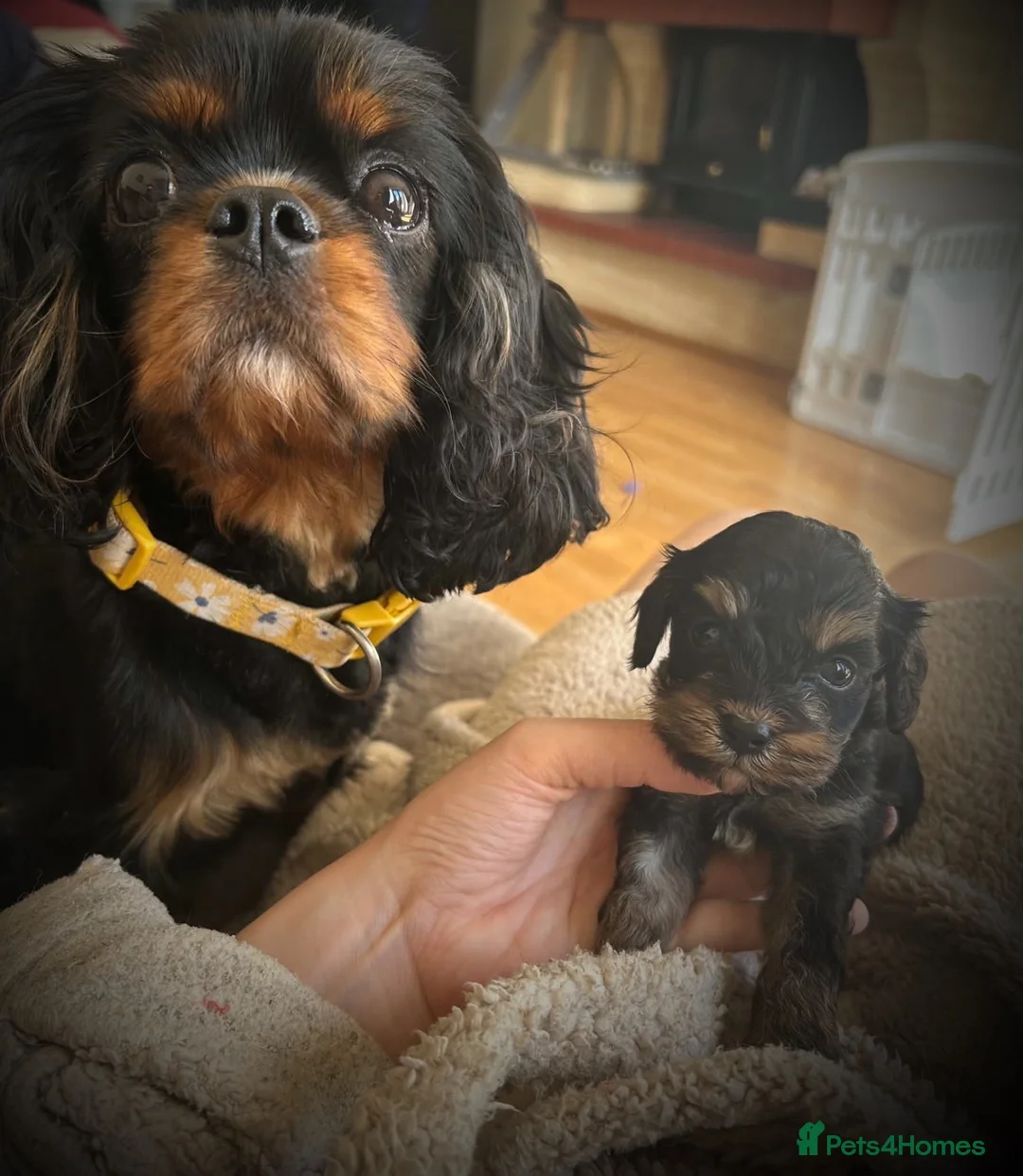 Cavapoo dogs for sale: Beautiful Toy Cavapoo Babies in Birmingham - Advert 2