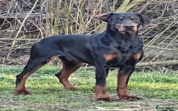 Dobermann dogs for sale: Caesar Blue bred Dobermans   - Image 1