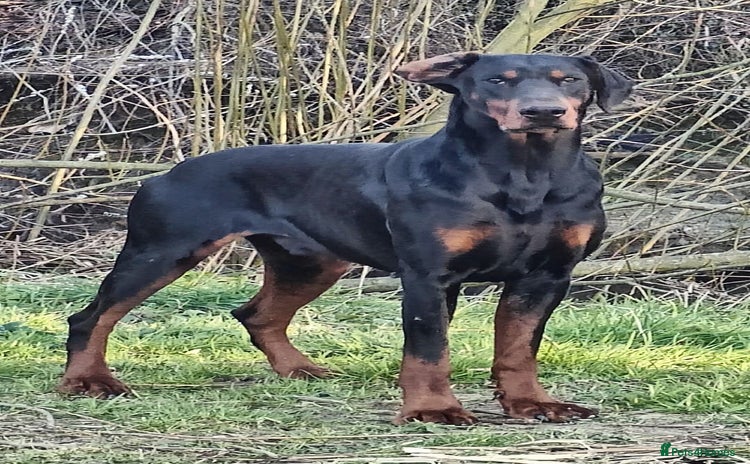 Dobermann dogs - Advert 1
