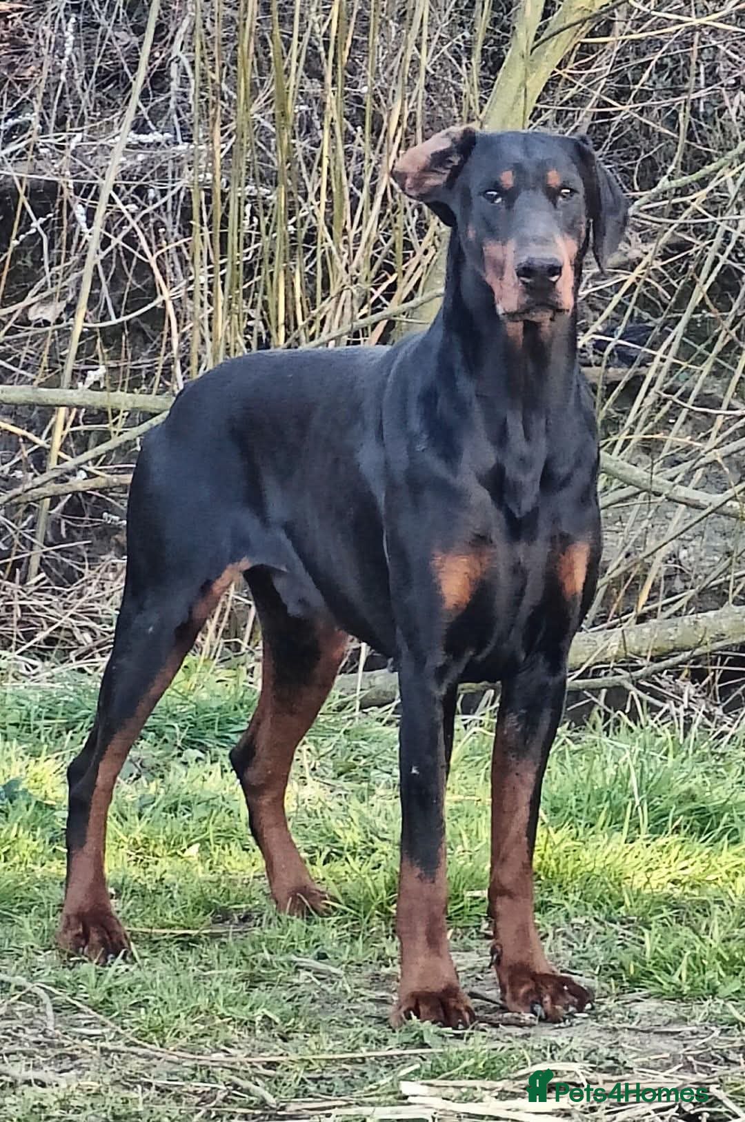 Dobermann dogs for sale: Caesar Blue bred Dobermans   - Image 1