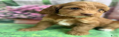 Cockapoo Puppy 4