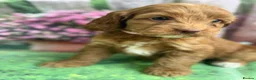 Cockapoo dogs for sale: Exceptional F1 Cockapoo puppies  in Ashford - Advert 3