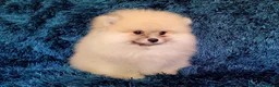 Pomeranian dogs for sale: Stunning KC Pomeranian Puppies for sale - Advert 17