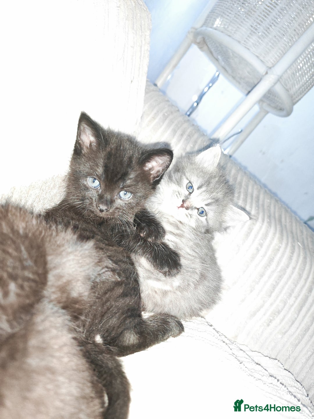 Russian Blue cats for sale: Russian blue male kittens - Advert 2