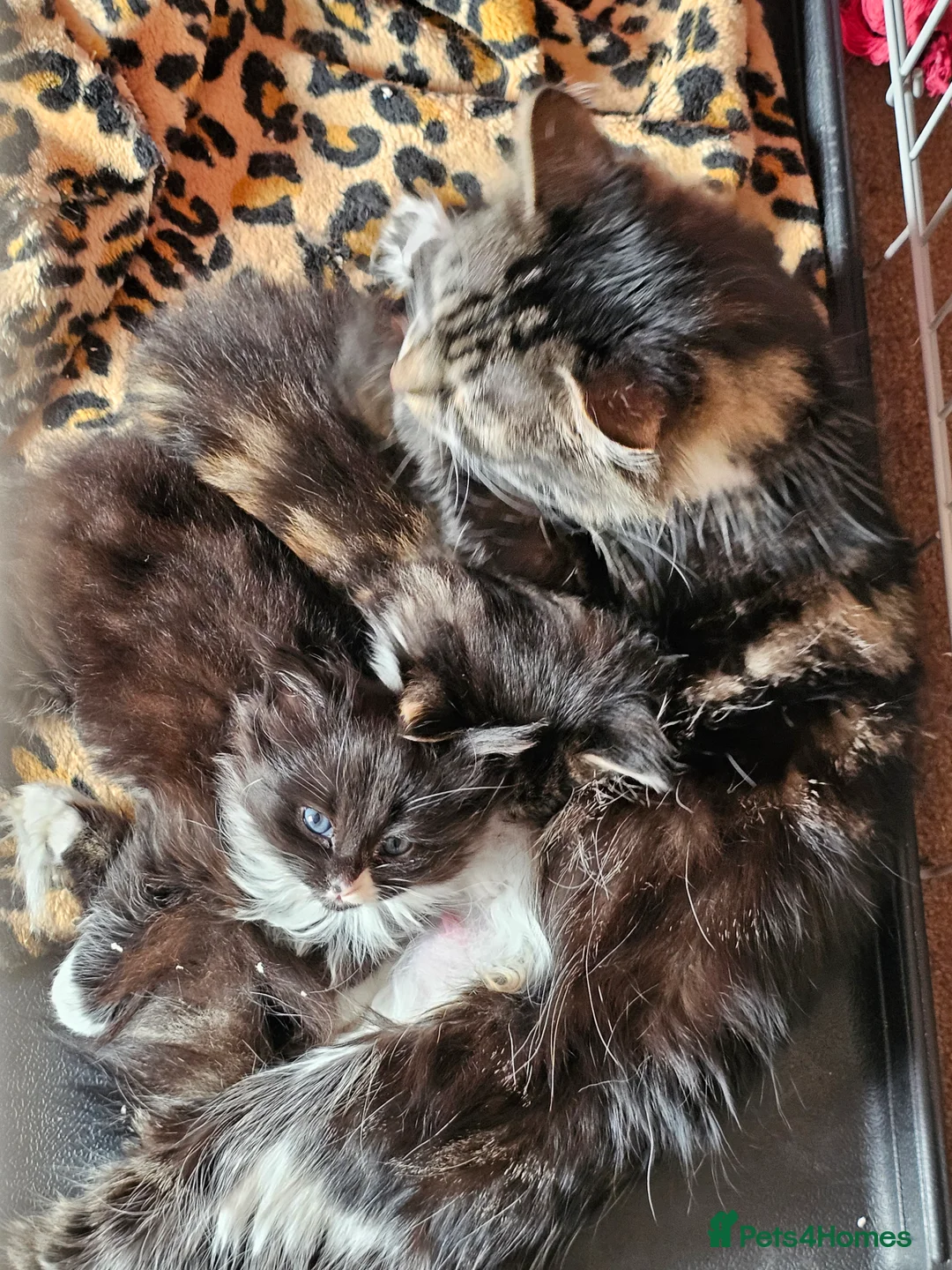 Maine Coon cats for sale: Maine Coon cross kittens  - Advert 2
