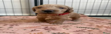 Cockapoo 1 (red) 