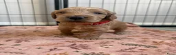 Cockapoo dogs for sale: F2 cockapoos in Grimsby - Advert 1