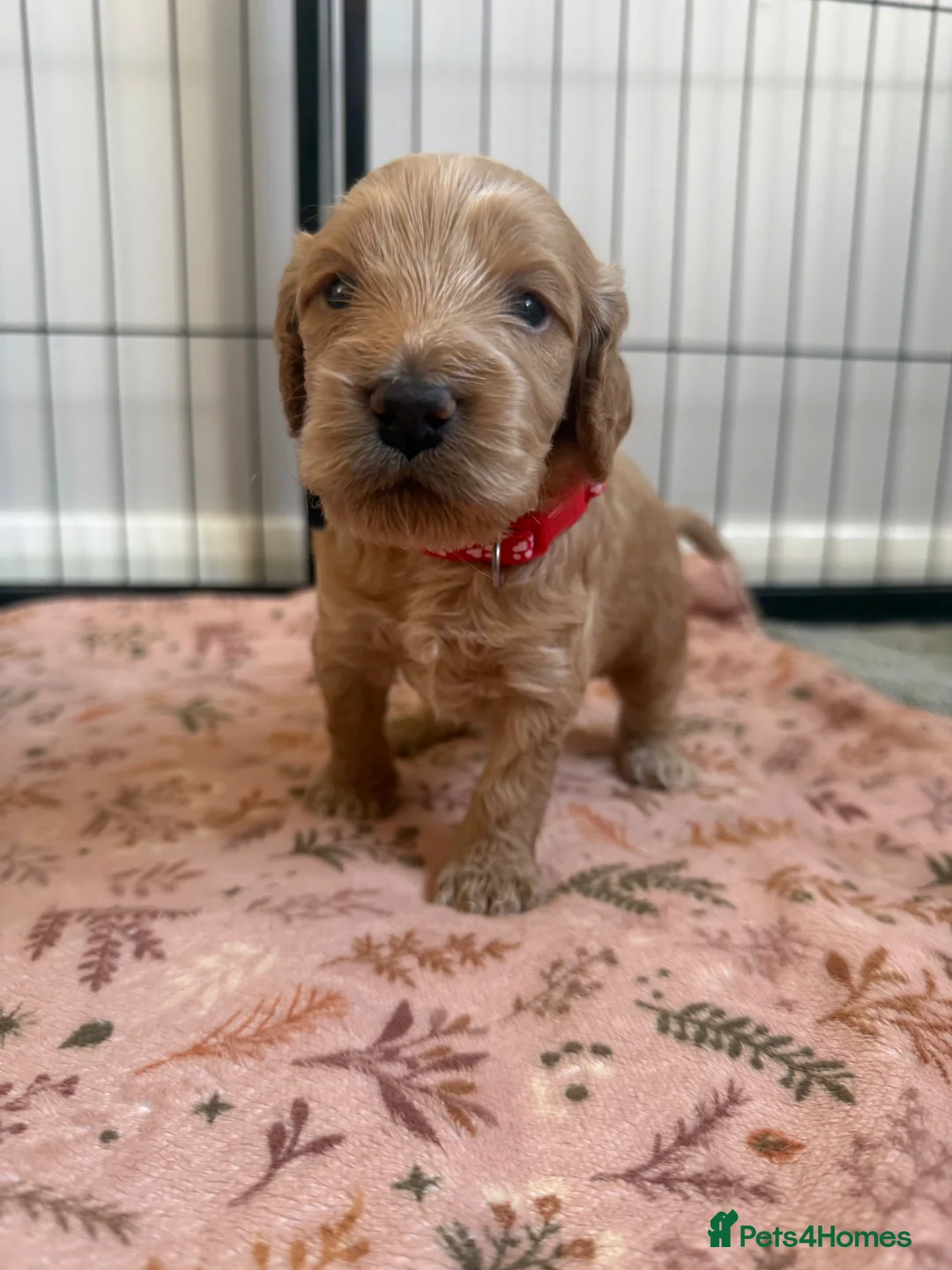 Cockapoo dogs for sale: F2 cockapoos in Grimsby - Advert 1
