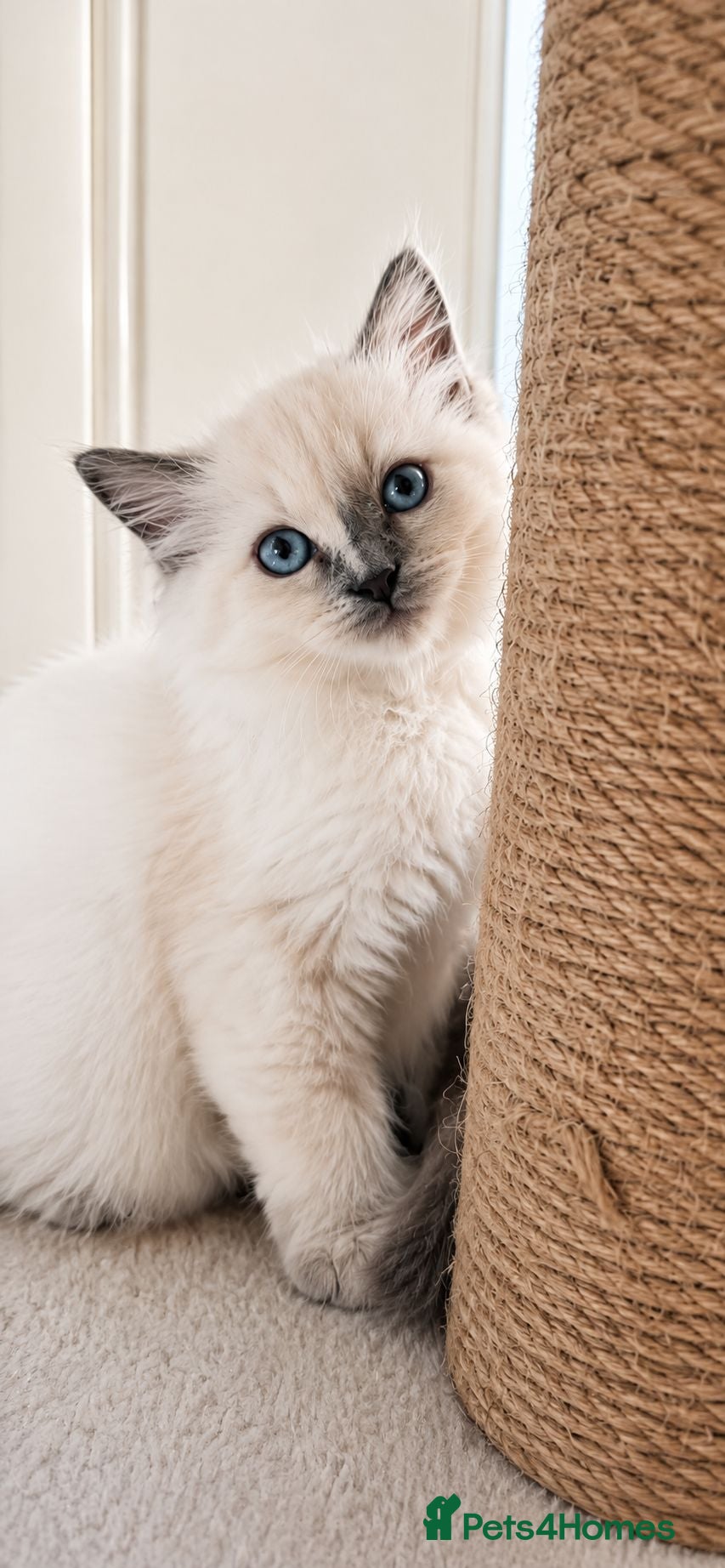 Ragdoll cats READY TO LEAVE NOW... Blue point Ragdoll kittens - Advert 13