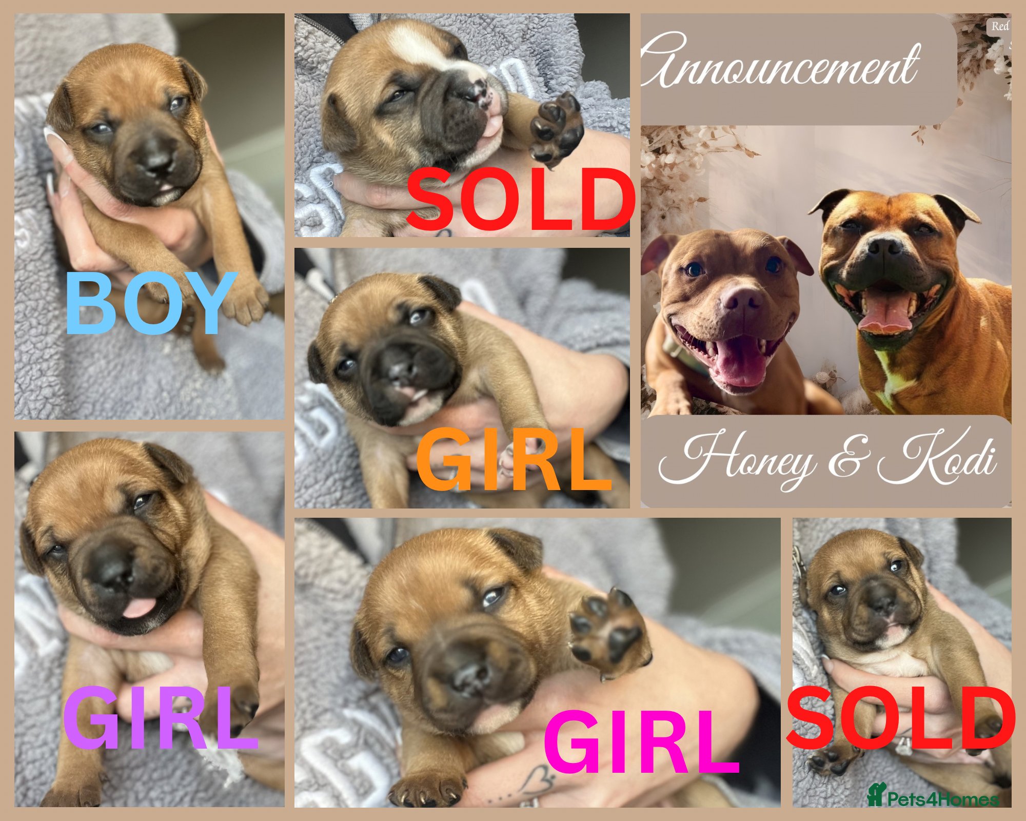 Staffordshire Bull Terrier dogs STUNNING RED STAFFORDSHIRE BULL TERRIER PUPS - Advert 3