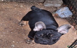 French Bulldog dogs for sale: 5 Frenchie Puppies 4 Boys & 1 Girl - Image 3