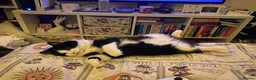Norwegian Forest Cat cats for sale: Moo  £150 ONO - Advert 11