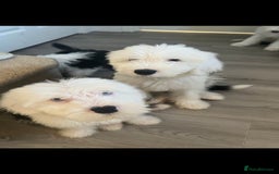 Old English Sheepdog dogs for stud: Stud KC Old English Sheepdog in Peterborough - Image 14