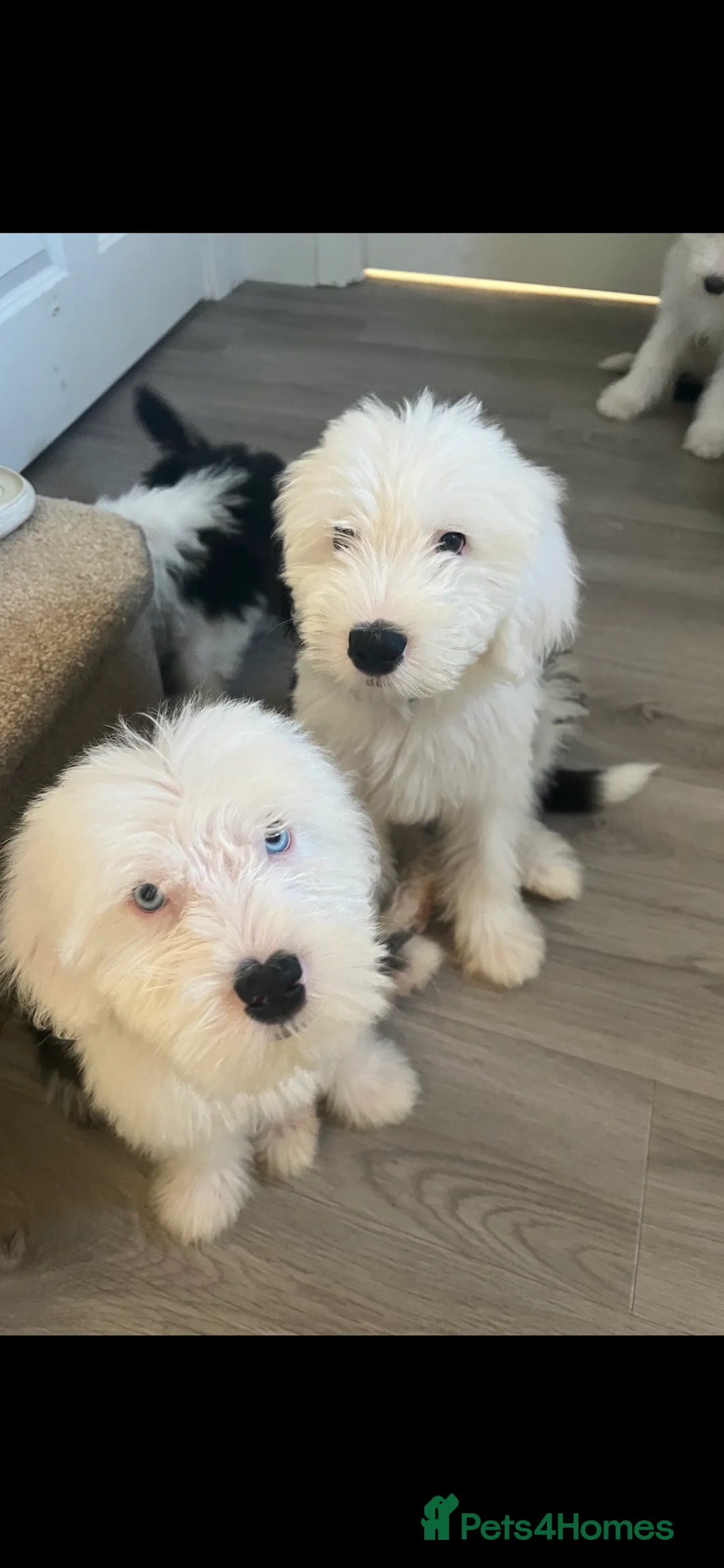 Old English Sheepdog dogs for stud: Stud KC Old English Sheepdog in Peterborough - Advert 14