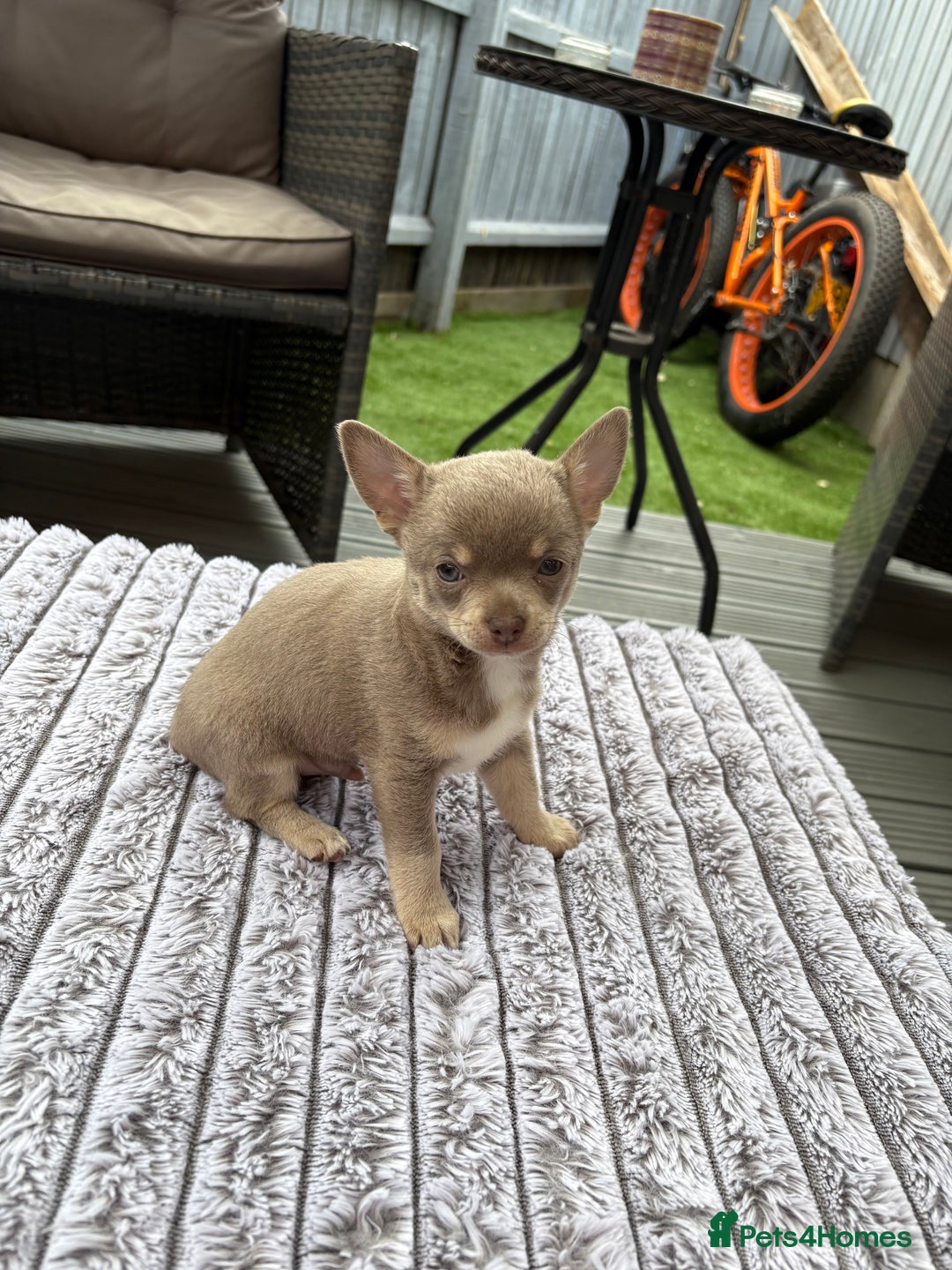 Chihuahua dogs for sale: Applehead Teacup Chihuahua  - Image 3