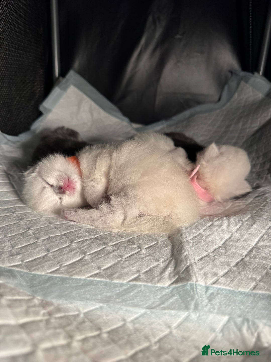 RagaMuffin cats for sale: Beautiful Ragamuffin Kittens - BSH/Ragdoll Cross - Advert 23