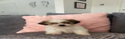 Shih Tzu dogs for sale: Stunning imperial shih tzu pups  in Crook - Advert 3