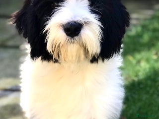 Tibetan Terrier dogs in Grange-over-Sands - Advert 1