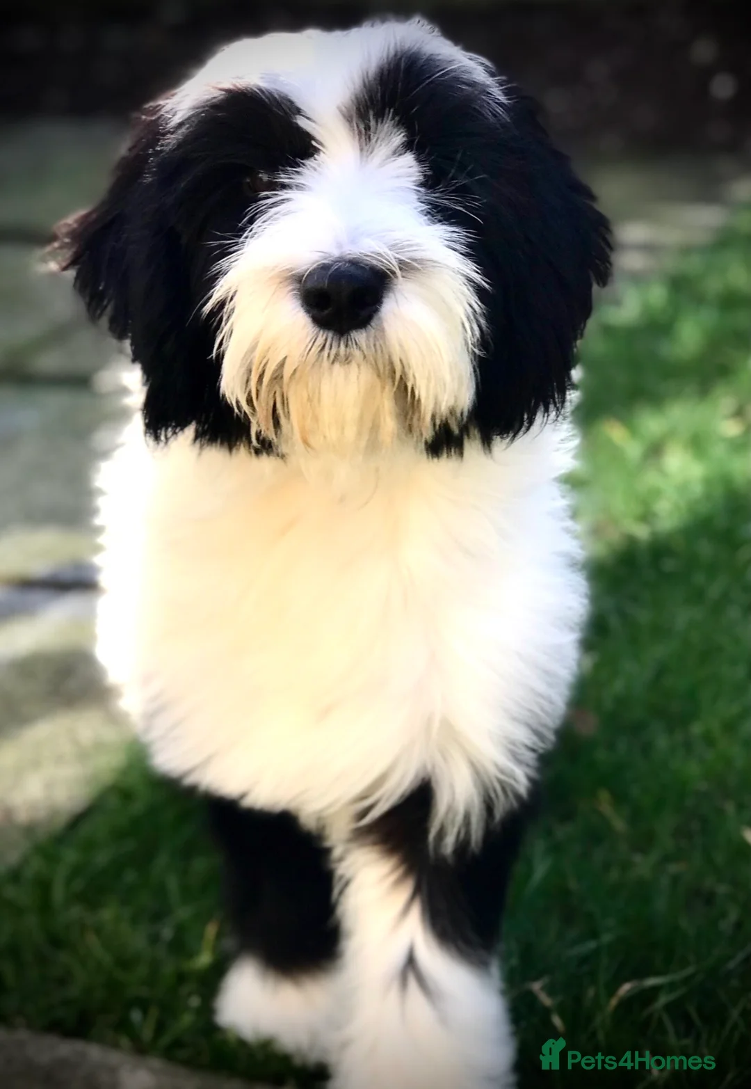 Tibetan Terrier dogs for stud: Araki Fabulous Fergus Extensive Health Tests  - Advert 1