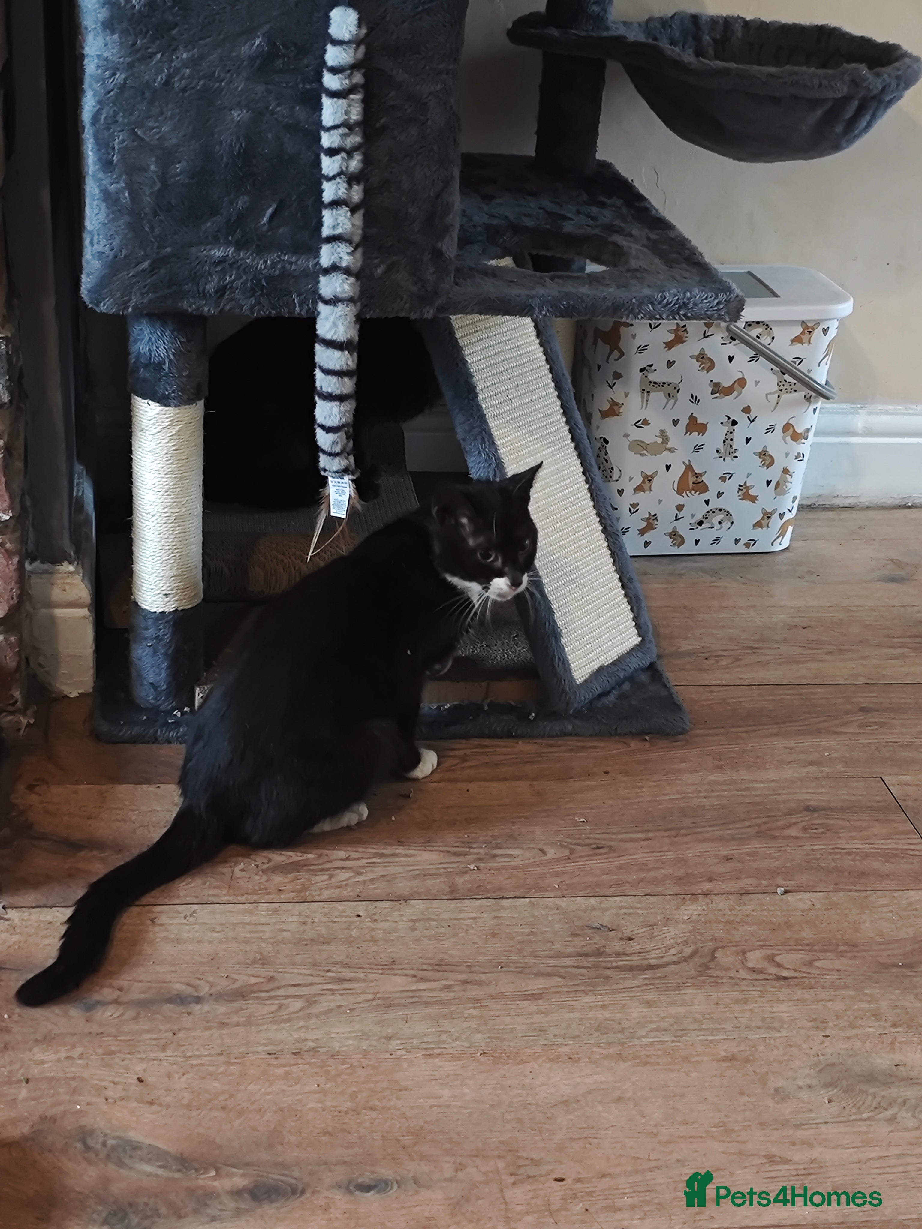 Domestic Shorthair cats neutered male cat  - Advert 9