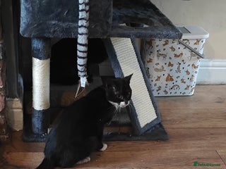 Domestic Shorthair cats neutered male cat - Advert 9