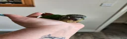 Conures birds for sale: Handreared conures - Advert 11