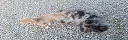 Pomchi dogs for sale: POMCHI GIRLS in Harlow - Advert 2