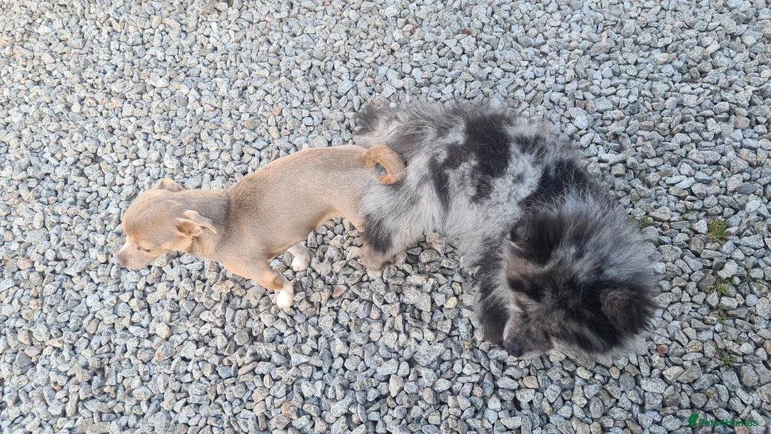 Pomchi dogs for sale: POMCHI GIRLS in Harlow - Advert 2