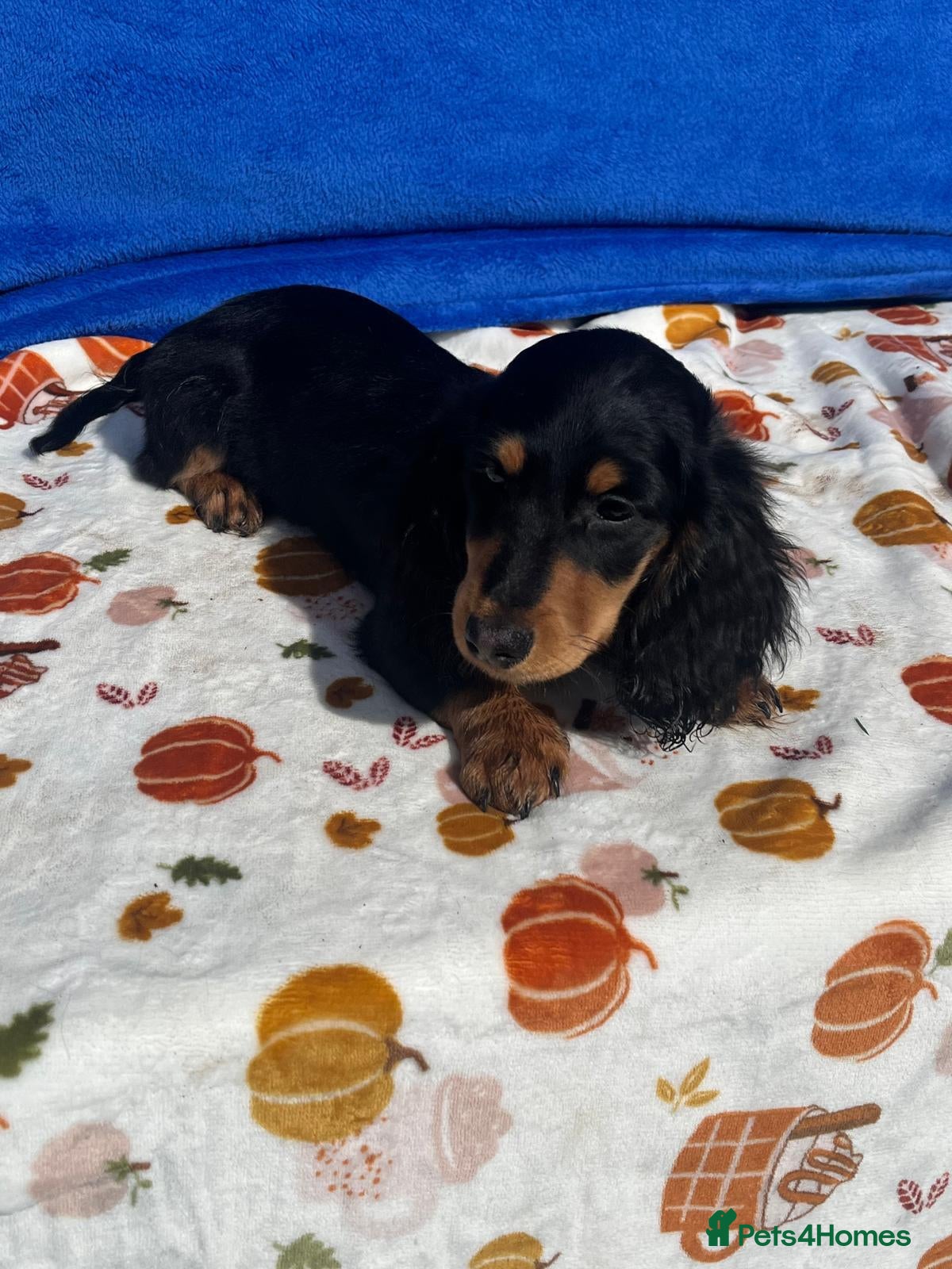 Dachshund dogs "TALLY" LONG H MINI PRA KC REG FULKY VAX  - Advert 1