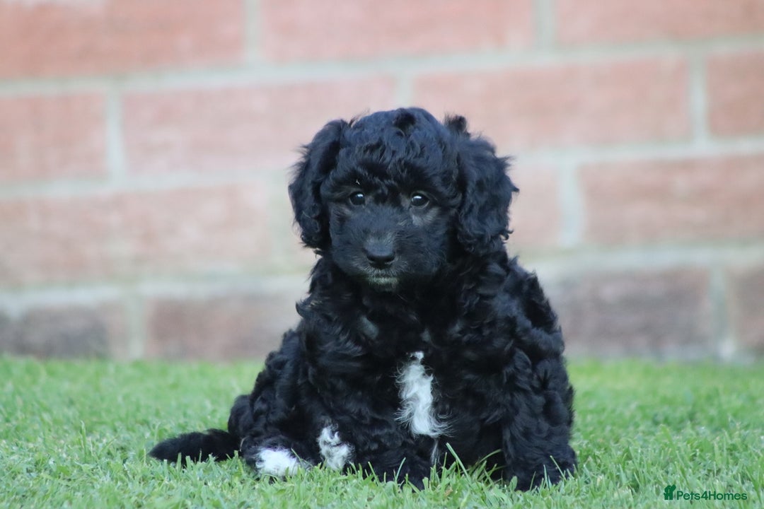 Cavapoochon dogs for sale: Cavapoochon puppies for sale - Image 20