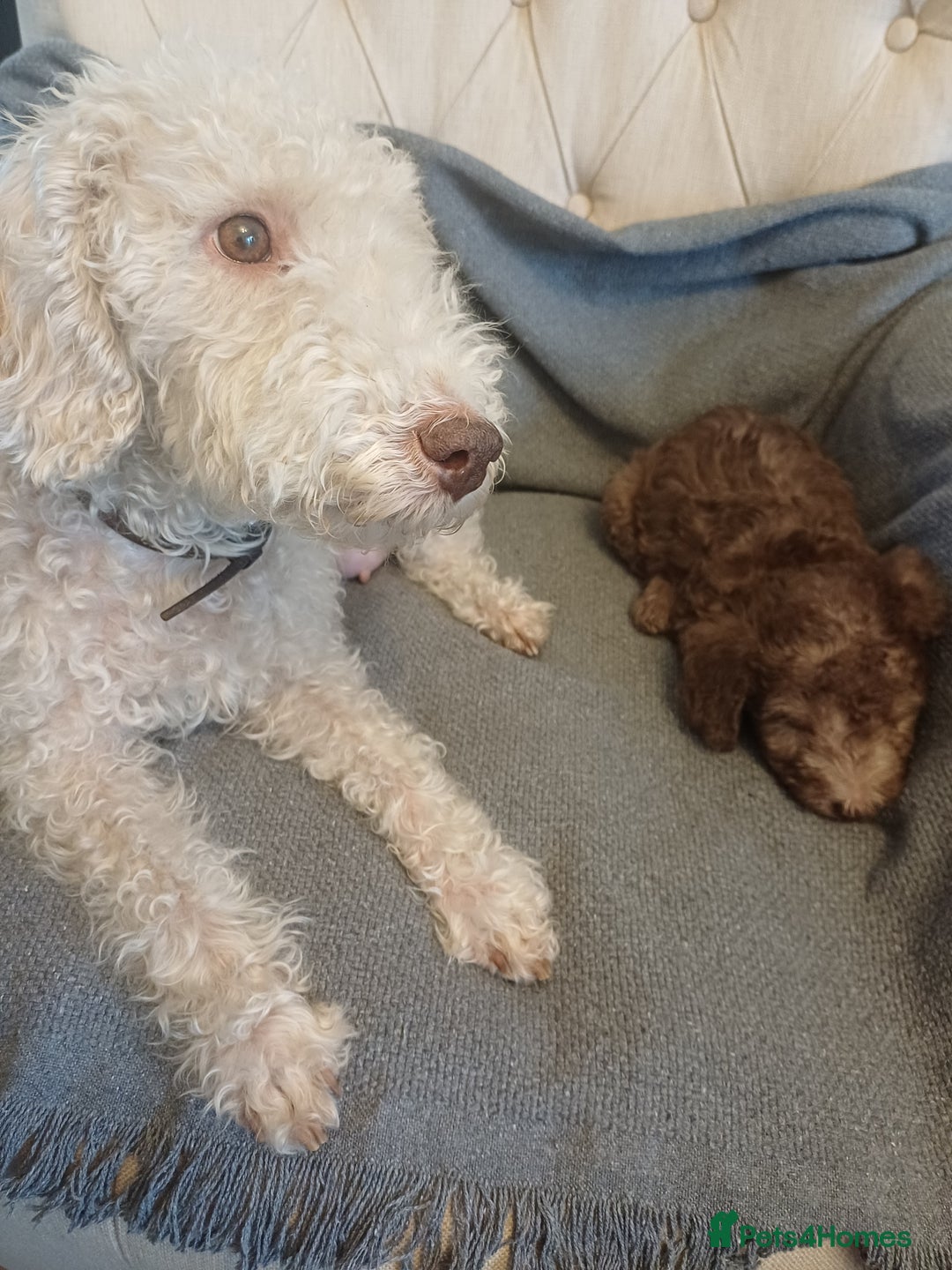 Bedlington Terrier dogs for sale: Bedlington Terrier puppy (last one remaining) - Image 6