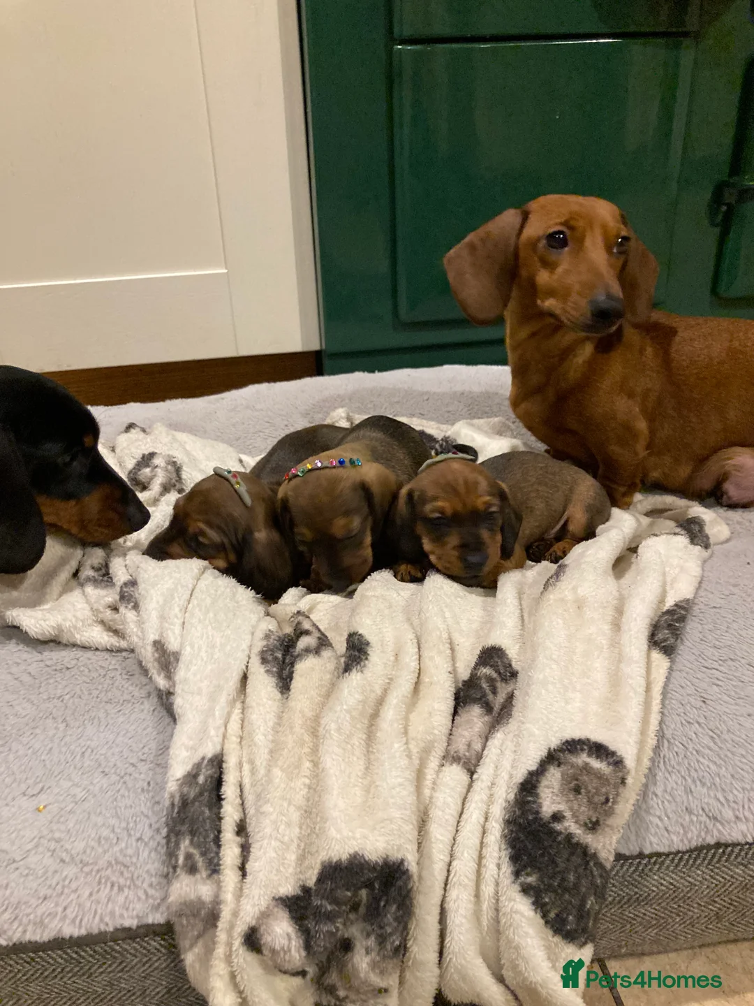 Miniature Dachshund dogs for sale: 2 shaded red mini dachshunds - Advert 1