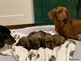 Miniature Dachshund dogs 2 shaded red mini dachshunds - Advert 9