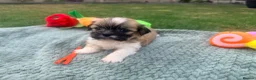 Lhasa Apso dogs for sale: Lhasa Apso puppies - Advert 5