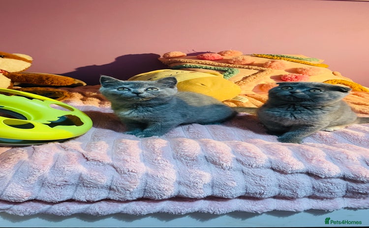 Scottish Fold cats - Advert 2