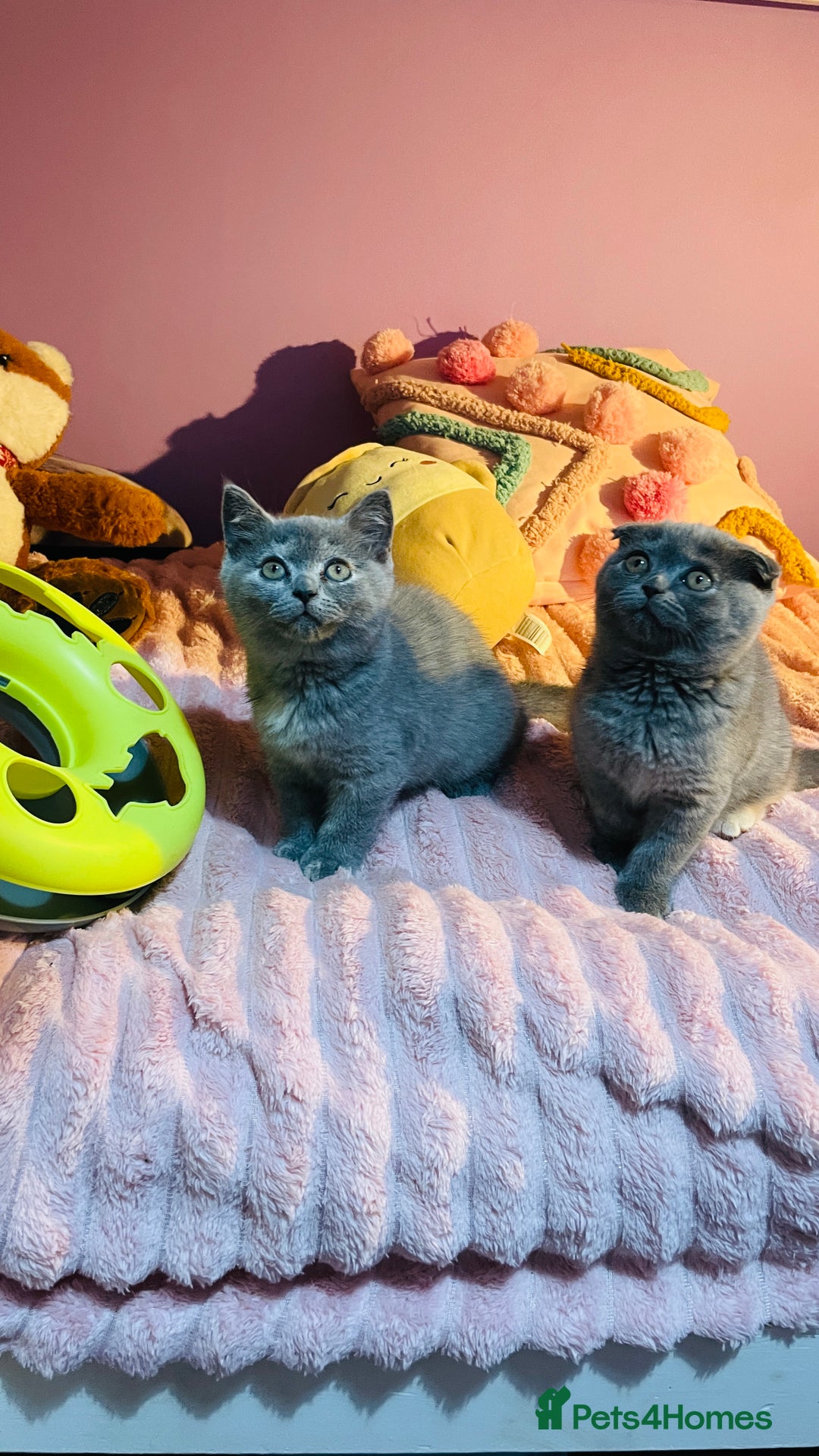 Scottish Fold cats for sale: Beautiful litter of Scottish fold  😍 - Image 5
