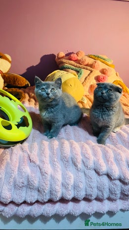 Scottish Fold cats - Advert 3