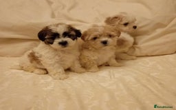 Cavachon dogs for sale: Cavachon puppies  - Image 2