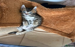 Bengal cats for sale: 🐾 Kittens Looking for a Loving Home! 🐾 - Image 4