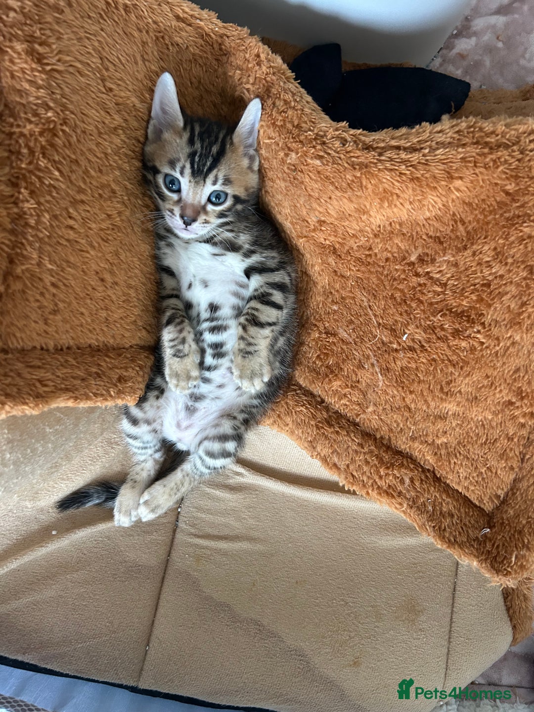 Bengal cats for sale: 🐾 Kittens Looking for a Loving Home! 🐾 - Image 4