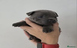 Staffordshire Bull Terrier dogs for sale: 4 Chunky blue pups - Image 11