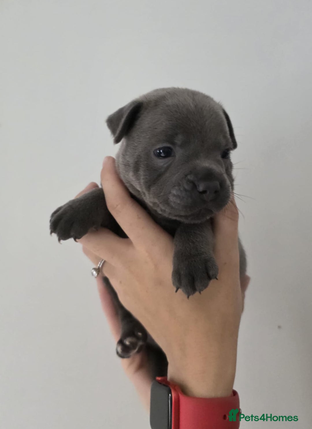 Staffordshire Bull Terrier dogs for sale: 4 Chunky blue pups - Image 11