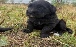 Mixed Breed dogs for sale: Bernese X Golden Retriever Puppies - Image 5