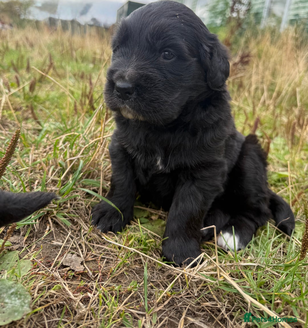 Mixed Breed dogs for sale: Bernese X Golden Retriever Puppies - Image 5