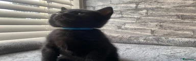 Shadow