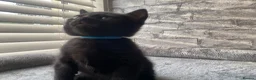 Mixed Breed cats for sale: Beautiful Black Kittens 🐾 - Advert 2