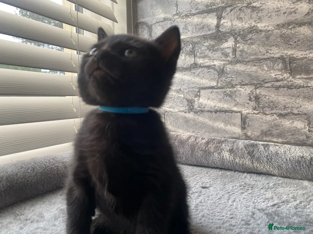 Mixed Breed cats for sale: Beautiful Black Kittens 🐾 - Advert 2