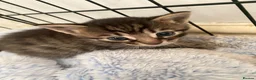 Mixed Breed cats for sale: 4 beautiful mixed breed kittens  in Barnsley - Advert 5