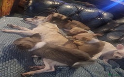 Chihuahua dogs for sale: Chihuahua pups for sale - Image 7